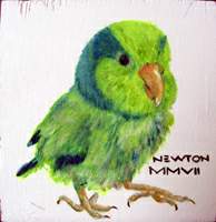 click for larger image of Newton the Parrotlet