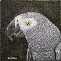 click for larger image of Alex the African Grey - Irene Pepperberg